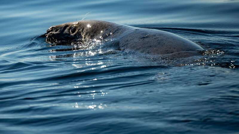 tadoussac-charlevoix-3-hour-whale-watching-boat-tour