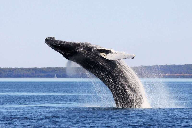 tadoussac-charlevoix-whale-watching-tour-bear-observation