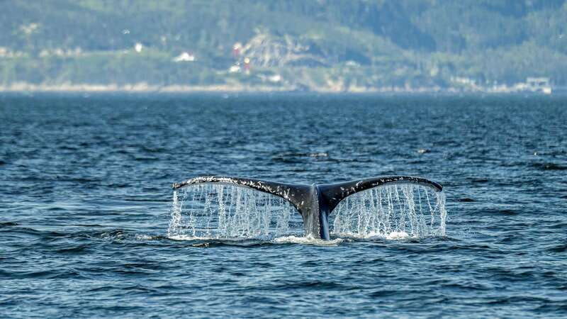 tadoussac-charlevoix-whale-watching-zodiac-tour