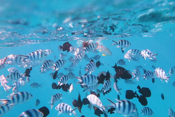 Tahiti Lagoon Vaimareva Private Boat cruise - Who Is This Tour Perfect For?