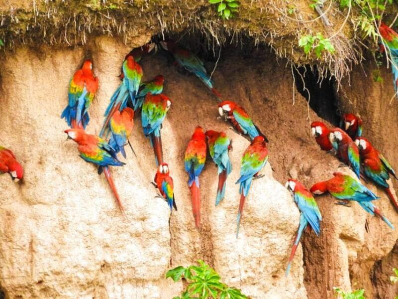 tambopata-macaw-clay-lick-4-days-3-nights-2