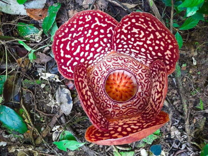 tambunan-rafflesia-flower-trekking-with-rustic-lunch