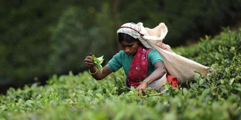 tea-plucking-tea-factory-tour-from-nuwara-eliya