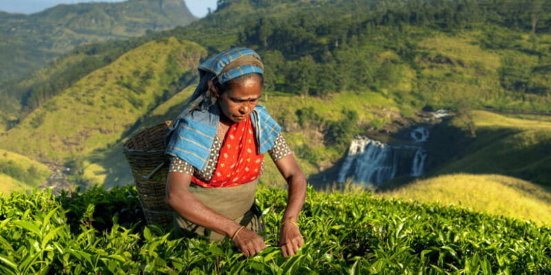 tea-trail-of-nuwara-eliya