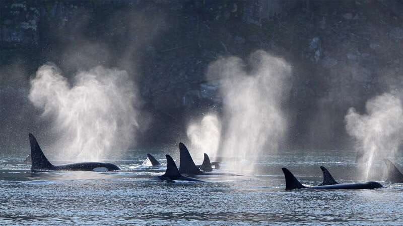 telegraph-cove-whale-watching-adventure-with-free-photos