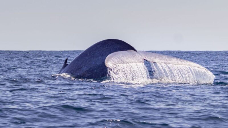 terceira-half-day-dolphin-and-whale-watching-tour