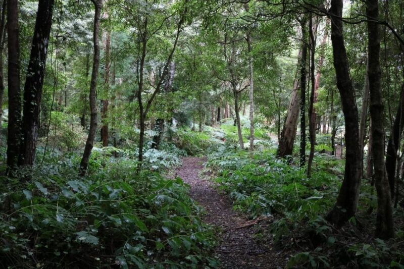 terceira-island-walking-trails-hiking-tour