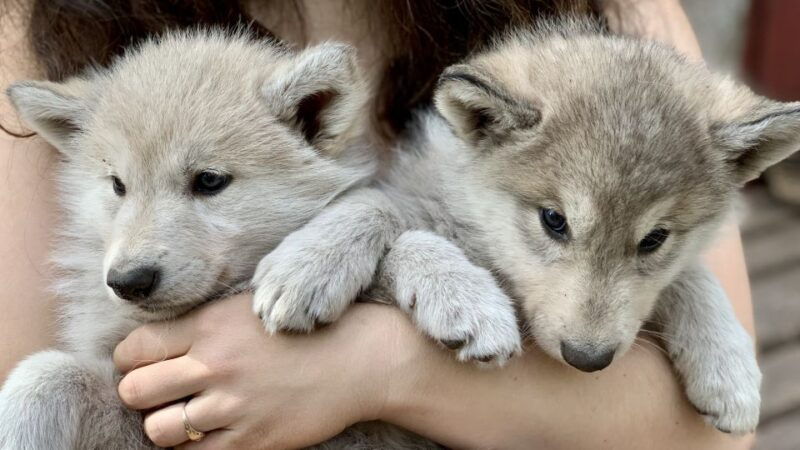 the-cuddly-wolf-private-tour