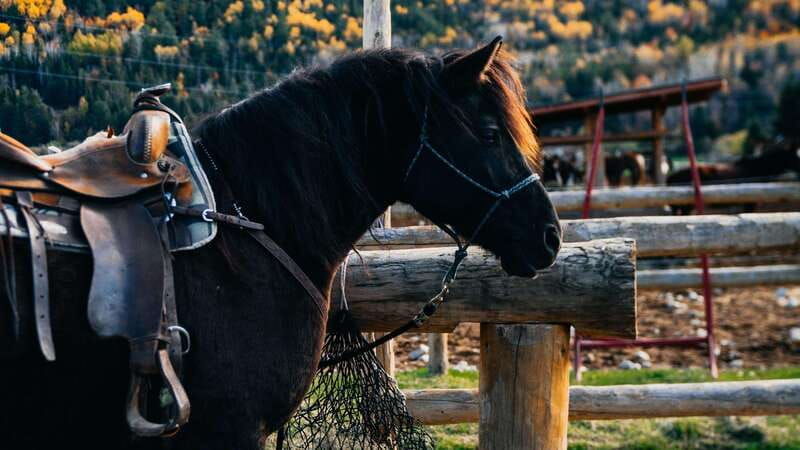 the-montagnarde-guided-horseback-ride-on-mountain-trails