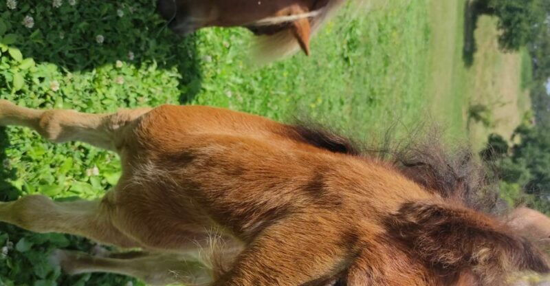 thessalonikihorse-riding-in-a-farm