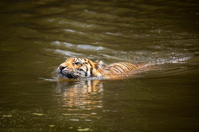 Tiger Experience at Melbourne Zoo - excl. entry - Why This Tour Is a Great Value