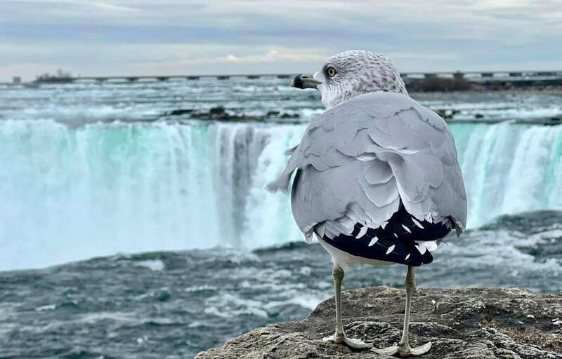 toronto-winter-niagara-falls-tour-with-attractions-package
