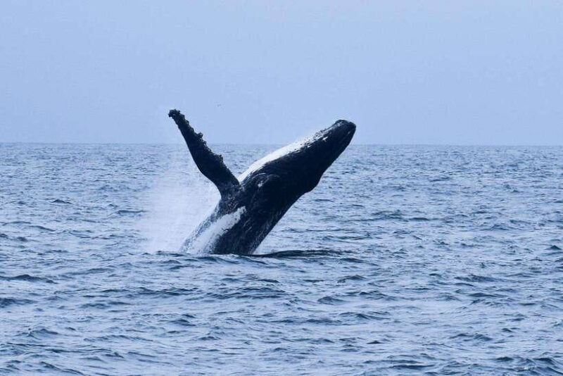 trincomalee-3-day-luxury-escape-with-whale-watching