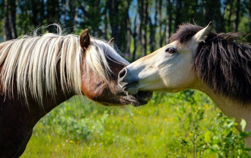 tromso-lyngen-horse-summer-evening-riding-experience