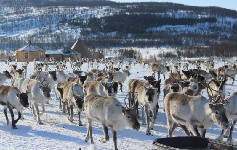 tromso-reindeer-ranch-and-sami-cultural-tour-with-lunch