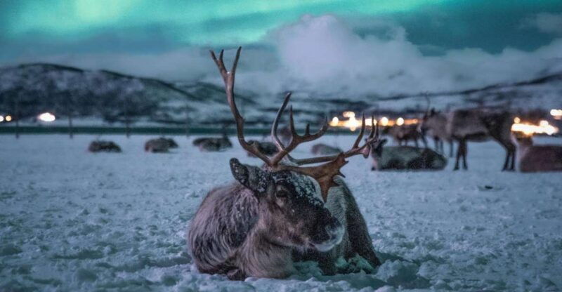 tromso-reindeer-sled-dinner-and-northern-lights-day-trip