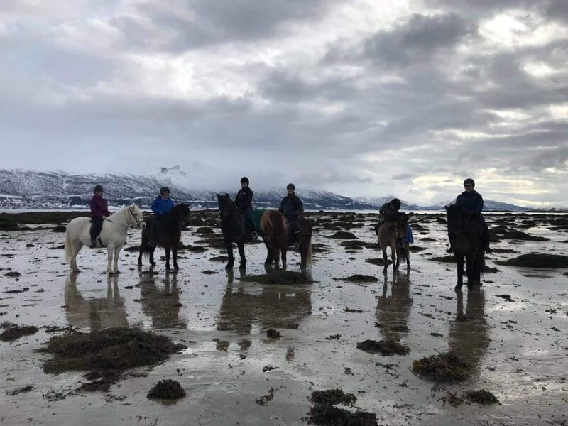 tromso-winter-horseback-riding-tour