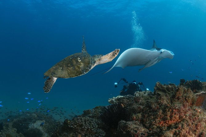 Try-Scuba Experience at Cook Island: Turtle Encounters 100% - An In-Depth Look at the Cook Island Try-Scuba Tour