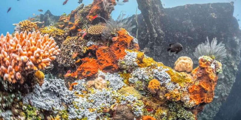 tulamben-usat-liberty-shipwreck-full-day-snorkeling-trip