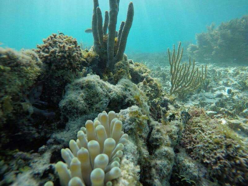 tulum-2-spot-reef-snorkel-1-hour-30-minutes