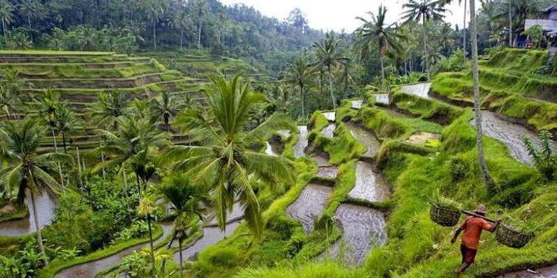 ubud-canggu-rice-terrace-waterfall-black-sand-beach