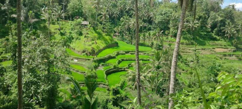 ubud-one-day-private-tour-with-driver-guide