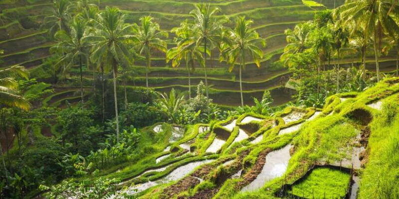 ubud-rice-terrace-holy-water-temple-waterfalls-trek-tour