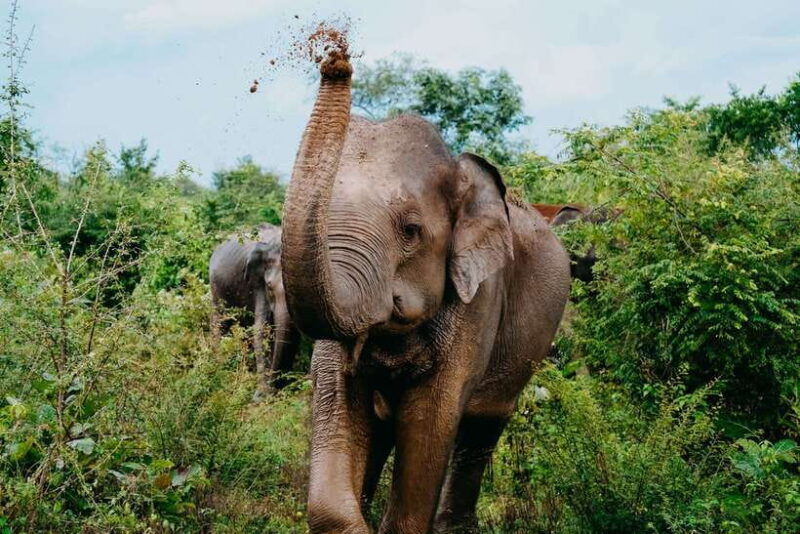 udawalawe-national-park-half-day-safari-tour