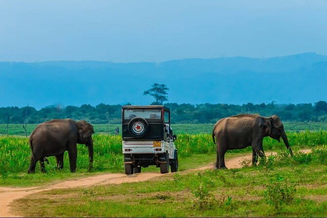 Udawalawe National Park Jeep Safari From Ella / Bandarawela - What to Expect from the Itinerary