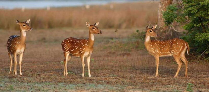 udawalawe-national-park-private-jeep-safari-from-colombo