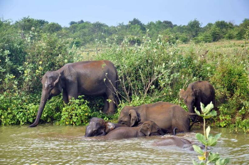 udawalawe-national-park-private-safari-from-kalutara