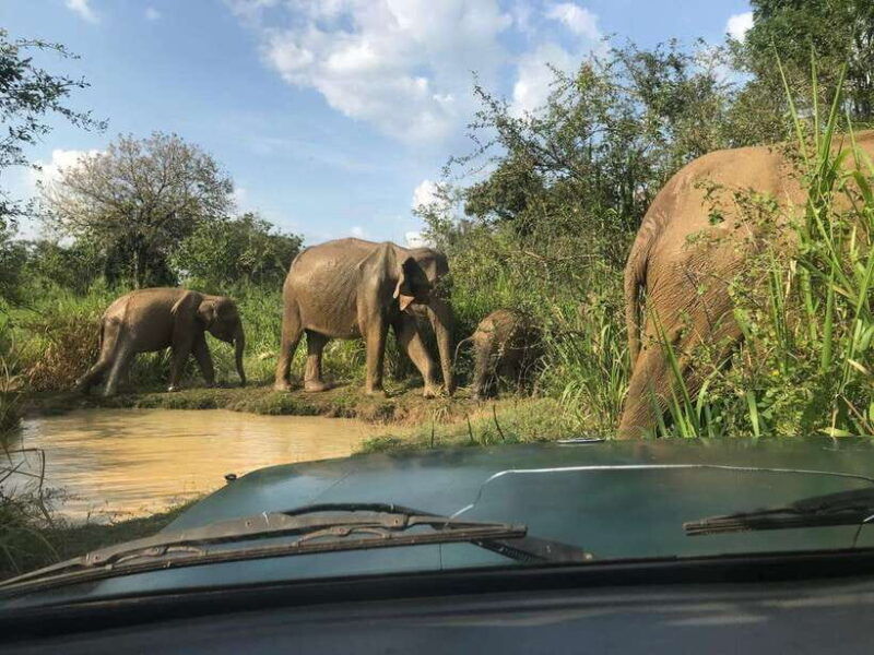 udawalawe-national-park-safari-adventure-privet-tour
