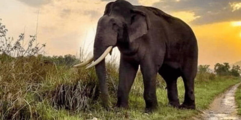 udawalawe-national-park-safari-with-experienced-driver-2