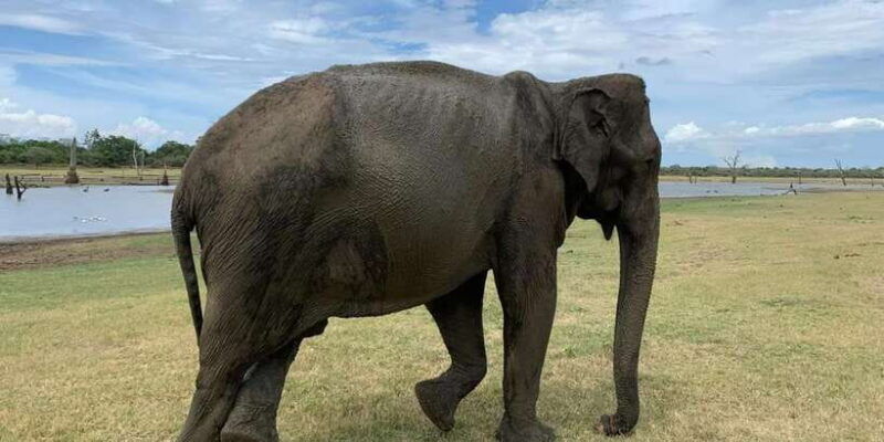 udawalawe-national-park-wildlife-safari-from-bentota