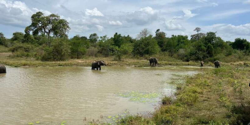 udawalawe-national-park-wildlife-safari-from-galle