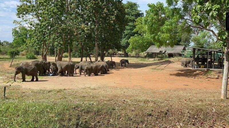 udawalawe-national-park-wildlife-safari-from-hambantota-port