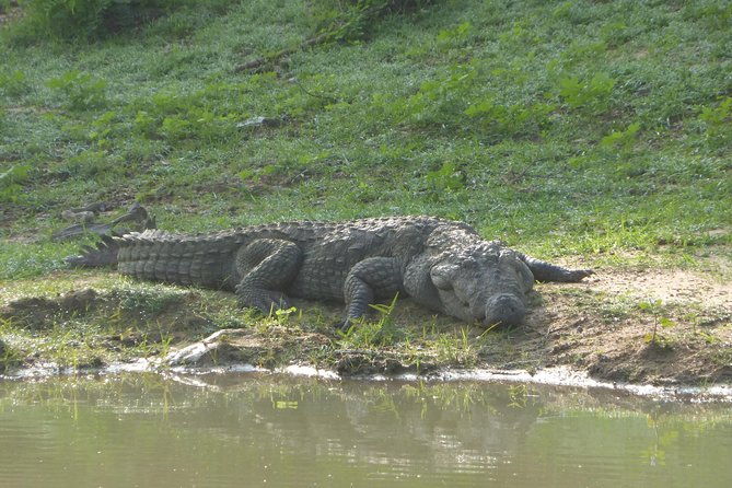 Udawalawe Safari Private Day Trip from Bentota and Kalutara Areas - Why This Tour Is Worth Your While