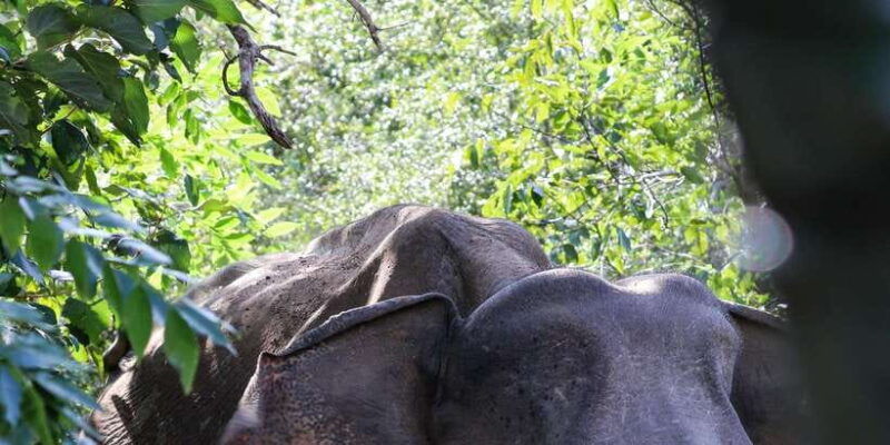 udawalawe-safari-private-tour-%f0%9f%90%98