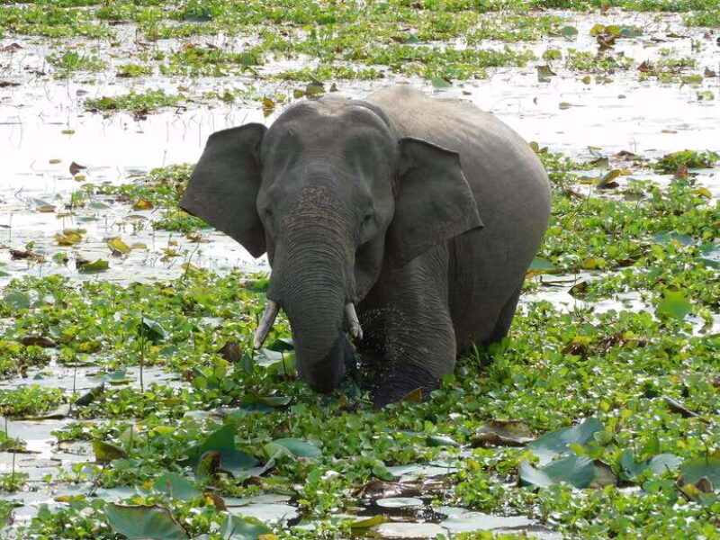 udawalawe-safari-tour-from-hambantota-portshore-excursion