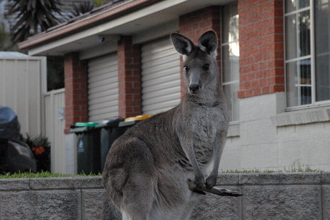 Urban Kangaroos - Comfortable and Convenient Transportation