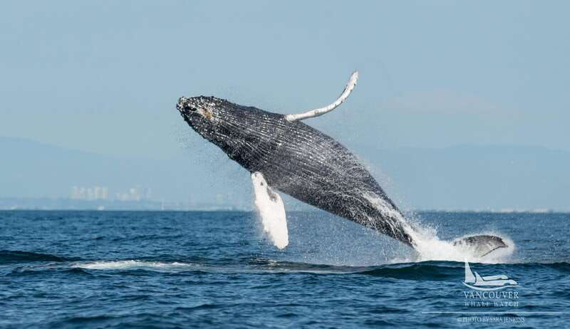 vancouver-bc-whale-watching-tour-small-zodiac-with-guide