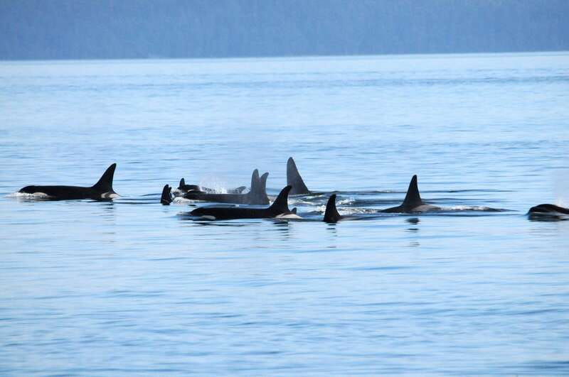vancouver-covered-whale-watching-adventure-with-free-photos-2