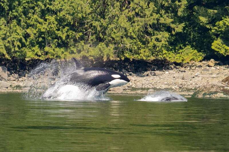 vancouver-island-campbell-river-whales-wildlife-adventure