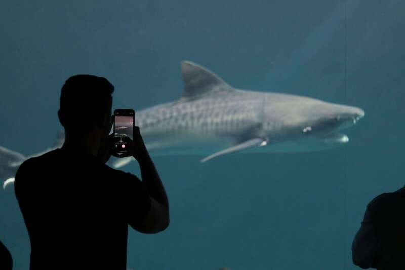 veracruz-5-attraction-tour-with-aquarium-and-boat-tour