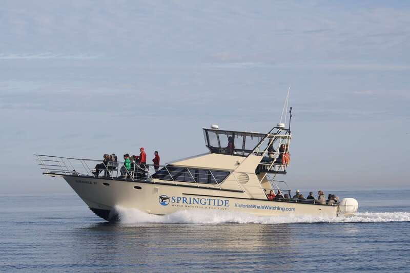 victoria-3-hour-whale-watching-tour