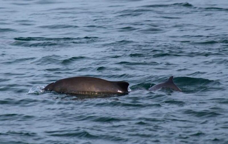 victoria-bc-marine-wildlife-whale-watch-tour