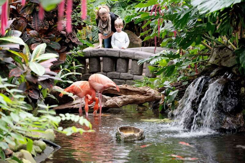 victoria-butterfly-gardens-admission-ticket