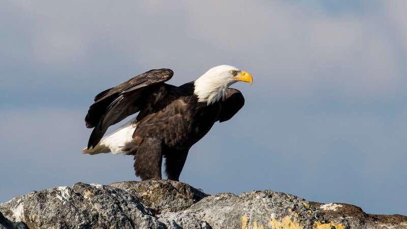 victoria-guided-wildlife-watching-tour-by-catamaran