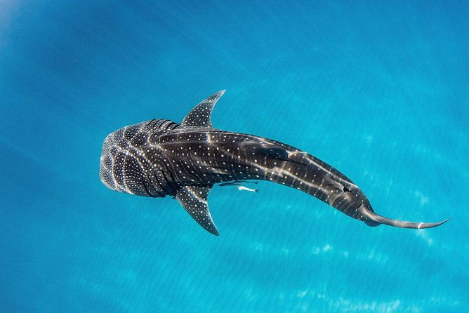VIP luxury chartered escapes, exploring the reef at your own pace - Who Is This Tour Perfect For?