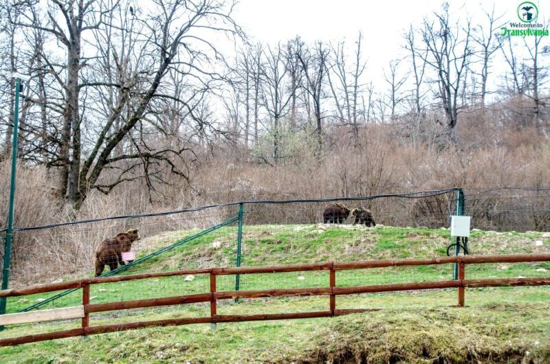 visit-bear-sanctuary-and-bran-castle-from-brasov